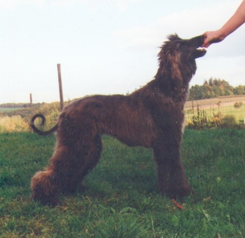 Bel Aziza v.d. Irminsul.jpg Lade Bild...